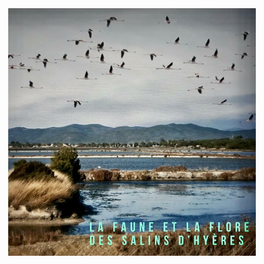 Studio Port D'Hyeres Vue Mer Et Iles De Porquerolles Et Port-Cros ภายนอก รูปภาพ